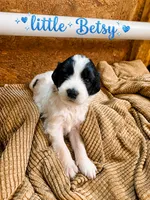 Little Betsy, a female Goldendoodle for sale in Langhorne, PA – 5 of 7