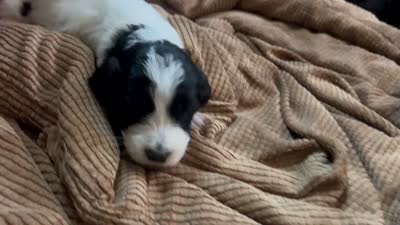 Little Betsy, a female Goldendoodle for sale in Langhorne, PA – 7 of 7