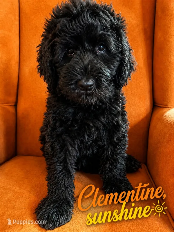 Clementine sunshine – Goldendoodle puppy for sale in Langhorne, PA