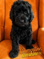 Clementine sunshine, a female Goldendoodle for sale in Langhorne, PA – 1 of 10