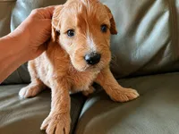 Purple jellybean, a female Goldendoodle for sale in Langhorne, PA – 2 of 10