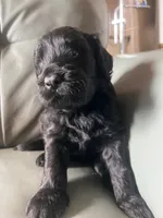 Teal Truffle, a female Goldendoodle for sale in Langhorne, PA – 8 of 10