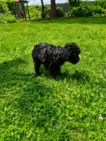 Clementine sunshine, a female Goldendoodle for sale in Langhorne, PA – 10 of 10
