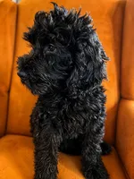 Clementine sunshine, a female Goldendoodle for sale in Langhorne, PA – 3 of 10