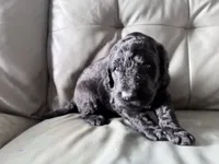 Cherry Rascal, a male Goldendoodle for sale in Langhorne, PA – 7 of 10