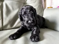Cherry Rascal, a male Goldendoodle for sale in Langhorne, PA – 4 of 10