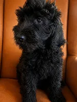 Clementine sunshine, a female Goldendoodle for sale in Langhorne, PA – 9 of 10