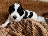Little Betsy, a female Goldendoodle for sale in Langhorne, PA – 4 of 7