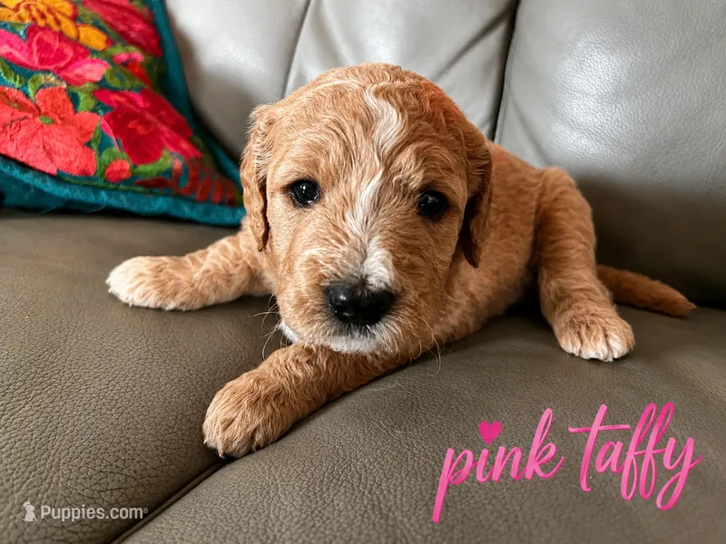 Pink Taffy  – Goldendoodle puppy for sale in Langhorne, PA