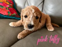 Pink Taffy , a female Goldendoodle for sale in Langhorne, PA – 1 of 5