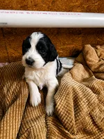 Little Betsy, a female Goldendoodle for sale in Langhorne, PA – 3 of 7