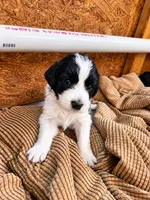 Little Betsy, a female Goldendoodle for sale in Langhorne, PA – 6 of 7