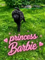 Princess Barbie, a female Goldendoodle for sale in Langhorne, PA – 10 of 10