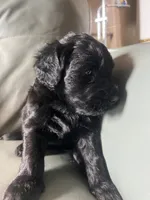 Teal Truffle, a female Goldendoodle for sale in Langhorne, PA – 2 of 10