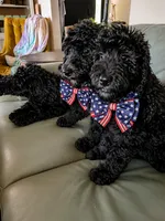 Princess Barbie, a female Goldendoodle for sale in Langhorne, PA – 3 of 10