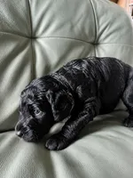 Cherry Rascal, a male Goldendoodle for sale in Langhorne, PA – 2 of 10