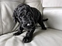 Cherry Rascal, a male Goldendoodle for sale in Langhorne, PA – 8 of 10