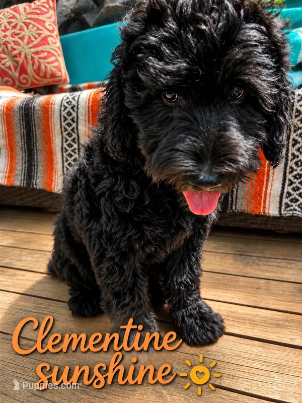 Clementine sunshine – Goldendoodle puppy for sale in Langhorne, PA