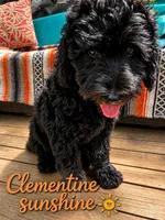 Clementine sunshine, a female Goldendoodle for sale in Langhorne, PA – 1 of 10