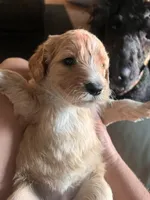 Purple jellybean, a female Goldendoodle for sale in Langhorne, PA – 10 of 10