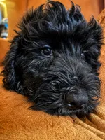 Clementine sunshine, a female Goldendoodle for sale in Langhorne, PA – 5 of 10