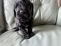 Cherry Rascal, a male Goldendoodle for sale in Langhorne, PA – 3 of 10