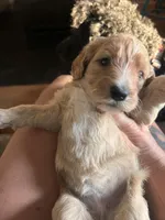 Purple jellybean, a female Goldendoodle for sale in Langhorne, PA – 9 of 10