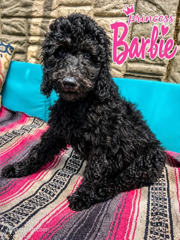 Princess Barbie – Goldendoodle puppy for sale in Langhorne, PA
