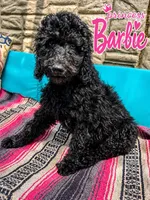 Princess Barbie, a female Goldendoodle for sale in Langhorne, PA – 1 of 10