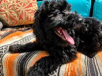 Clementine sunshine, a female Goldendoodle for sale in Langhorne, PA – 10 of 10