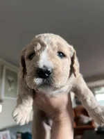 Pink Taffy , a female Goldendoodle for sale in Langhorne, PA – 3 of 5