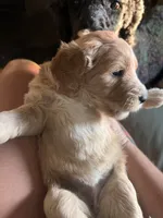 Purple jellybean, a female Goldendoodle for sale in Langhorne, PA – 4 of 10