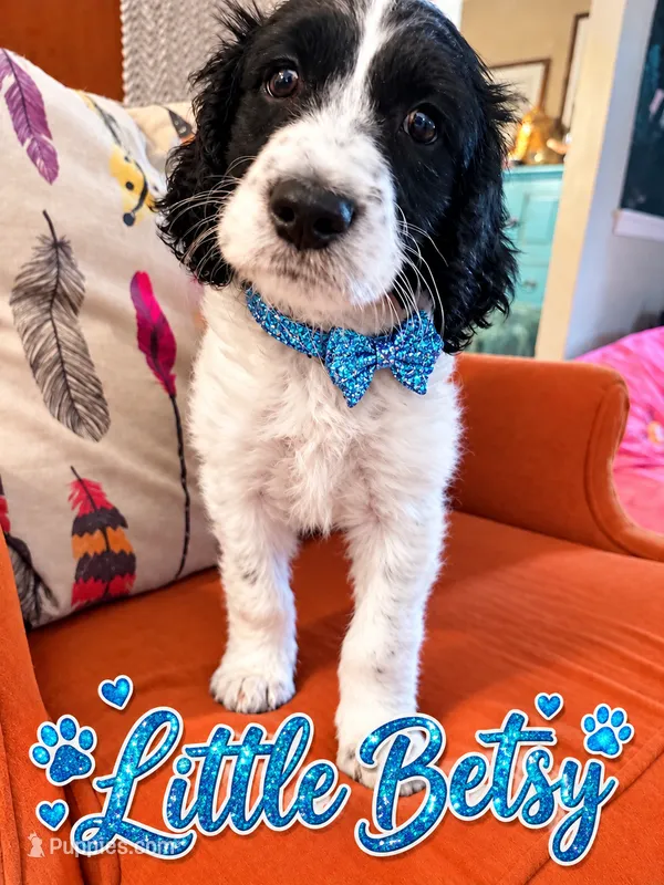 Little Betsy – Goldendoodle puppy for sale in Langhorne, PA