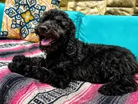 Princess Barbie, a female Goldendoodle for sale in Langhorne, PA – 10 of 10