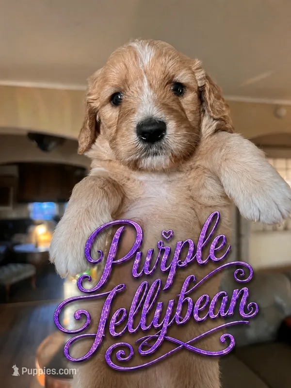 Purple jellybean – Goldendoodle puppy for sale in Langhorne, PA