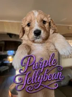 Purple jellybean, a female Goldendoodle for sale in Langhorne, PA – 1 of 10