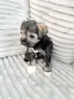 Salt and Pepper , a female Miniature Schnauzer for sale in Miami, FL – 4 of 4