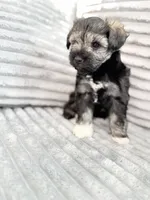 Salt and Pepper , a female Miniature Schnauzer for sale in Miami, FL – 3 of 4