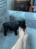 Spot, a female Miniature Schnauzer for sale in Miami, FL – 2 of 4