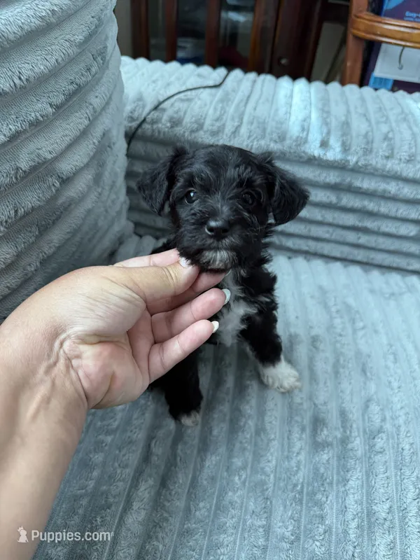 Spot – Miniature Schnauzer puppy for sale in Miami, FL
