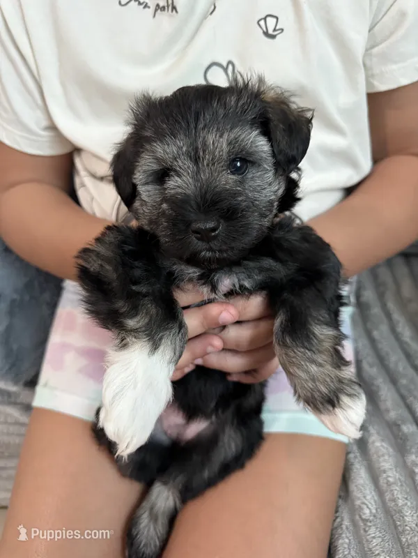 Salt and Pepper  – Miniature Schnauzer puppy for sale in Miami, FL