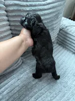 Nala, a female Miniature Schnauzer for sale in Miami, FL – 4 of 4