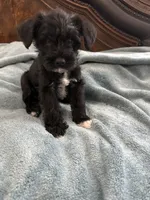 Black, a male Miniature Schnauzer for sale in Miami, FL – 4 of 4