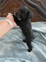 Black, a male Miniature Schnauzer for sale in Miami, FL – 3 of 4
