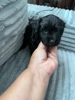 Nala, a female Miniature Schnauzer for sale in Miami, FL – 1 of 4