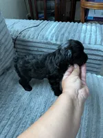 Nala, a female Miniature Schnauzer for sale in Miami, FL – 3 of 4