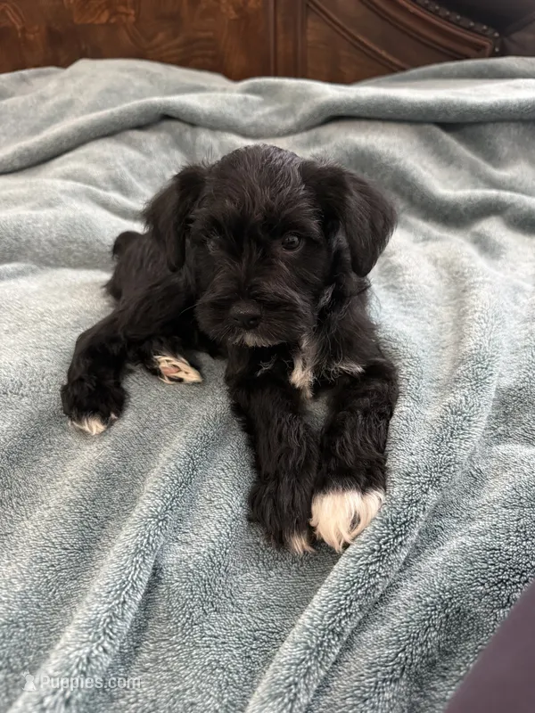 Black – Miniature Schnauzer puppy for sale in Miami, FL