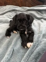 Black, a male Miniature Schnauzer for sale in Miami, FL – 1 of 4