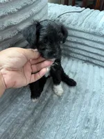Spot, a female Miniature Schnauzer for sale in Miami, FL – 4 of 4