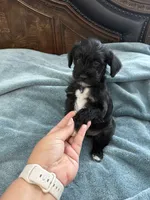 Black, a male Miniature Schnauzer for sale in Miami, FL – 2 of 4